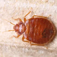 bed-bug