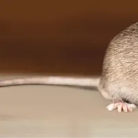 mouse on the ground